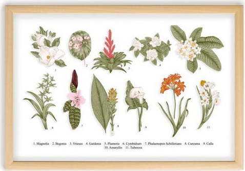 Obraz s rámem z borovicového dřeva Surdic Botanical Flowers