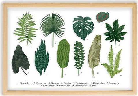 Obraz s rámem z borovicového dřeva Surdic Leafes Guide