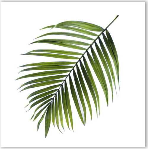 Obraz Styler Canvas Greenery Black Palm