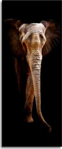 Obraz Styler Elephant