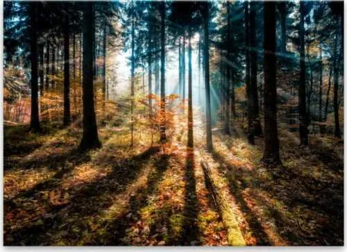 Obraz Styler Glasspik Autumn Sunset, 70 x 100 cm