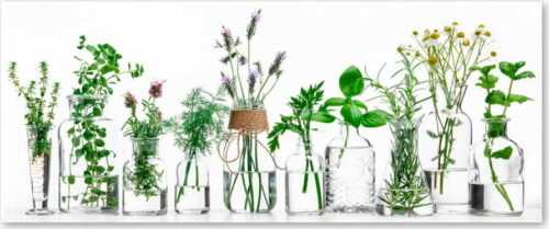Obraz Styler Glasspik Herbs
