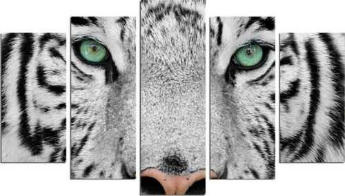 Vícedílný nástěnný obraz Snow Tiger Fascination
