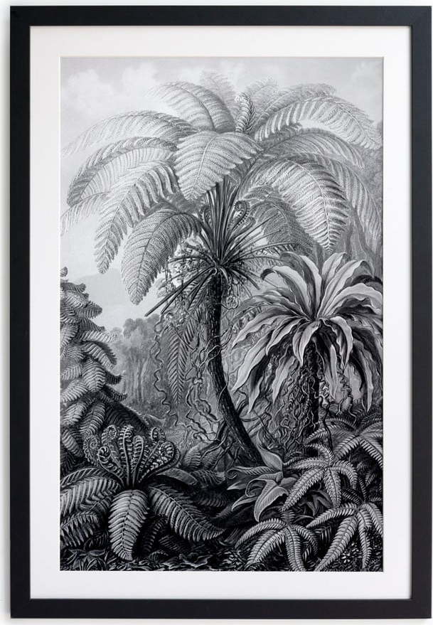 Černobílý plakát Surdic Palm