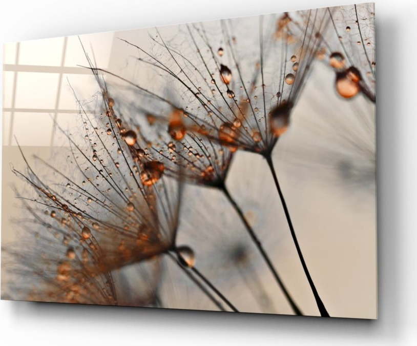 Skleněný obraz Insigne Cinnamon Dandelion