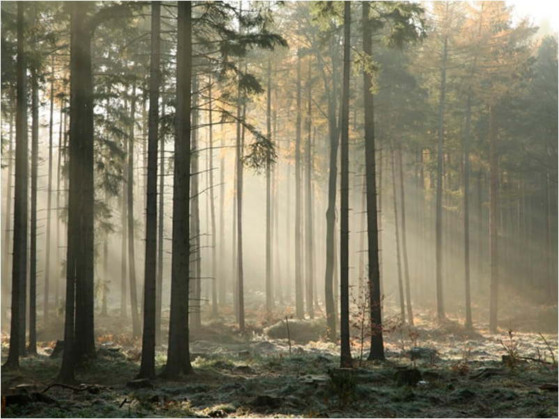 Velkoformátová tapeta Artgeist Foggy November Morning