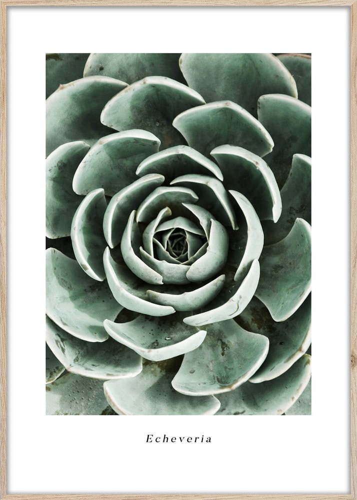 Plakát v rámu 50x70 cm Echeveria – Styler Styler