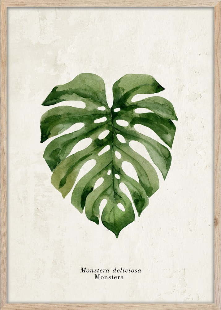 Plakát v rámu 50x70 cm Monstera – Styler Styler