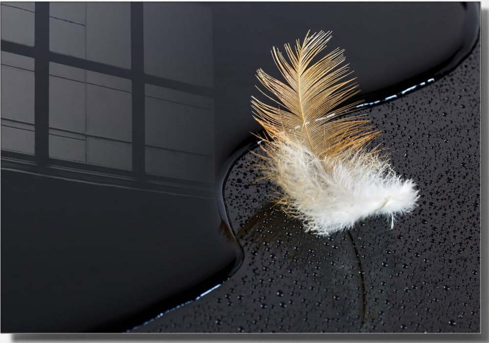 Skleněný obraz 70x50 cm Feather – Wallity Wallity