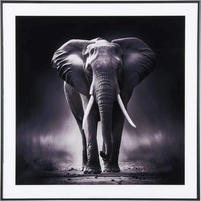 Obraz 50x50 cm Elephant – PT LIVING PT LIVING