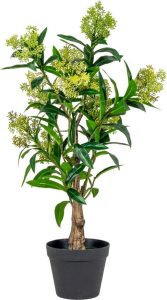 Uměl&aacute; rostlina Skimmia &ndash; House Nordic House Nordic