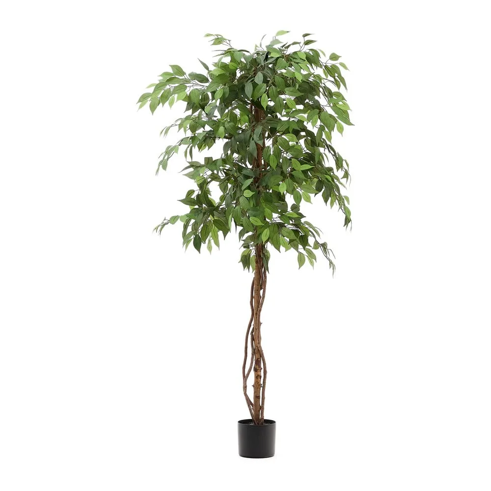 Umělý fíkus (výška) Ficus – Kave Home