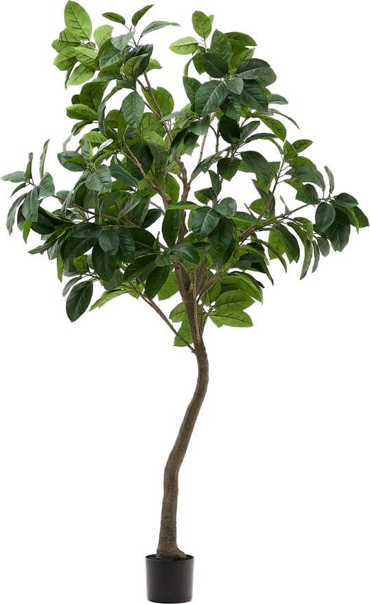 Umělý fíkus (výška 210 cm) Ficus – Kave Home Kave Home