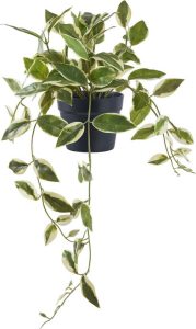 Uměl&aacute; rostlina (v&yacute;&scaron;ka 33 cm) Hoya Carnosa &ndash; House Nordic House Nordic