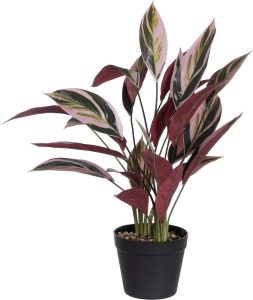 Uměl&aacute; rostlina (v&yacute;&scaron;ka 55 cm) Bird of Paradise &ndash; Ixia Ixia