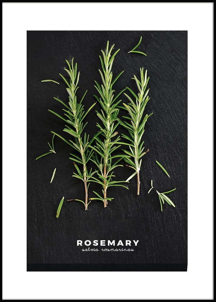 Obraz 50x70 cm Rosemary – Styler Styler