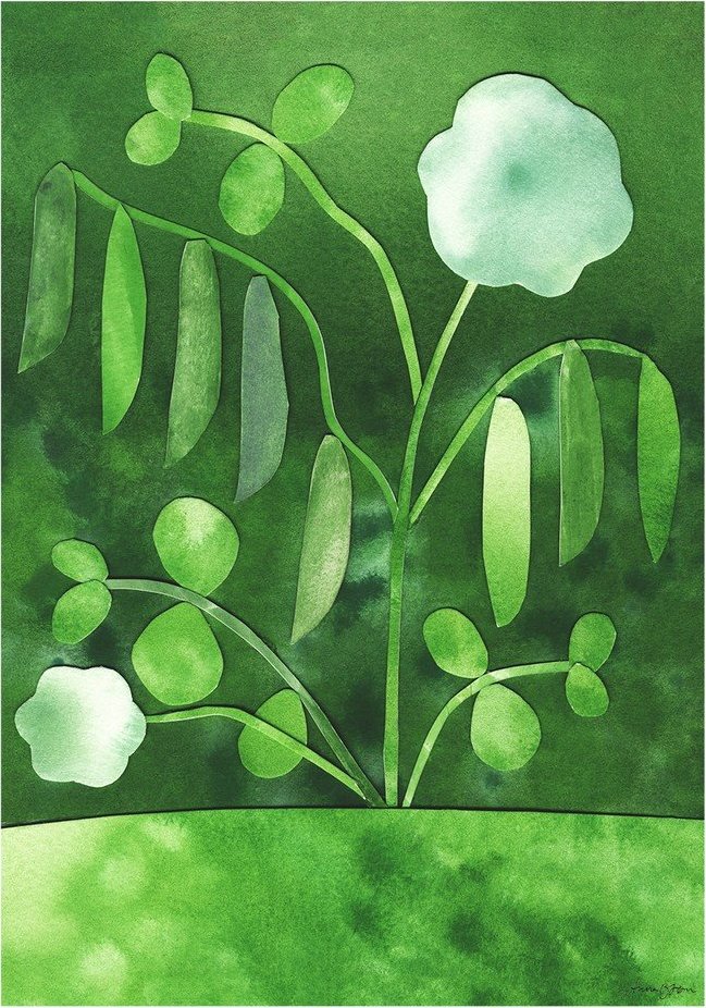 Plakát 50x70 cm Peas in Bloom – Anna Ravn Bjørn – The Poster Club The Poster Club