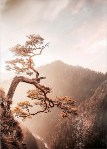 Skleněn&yacute; obraz 50x70 cm Brown Tree &ndash; Styler Styler