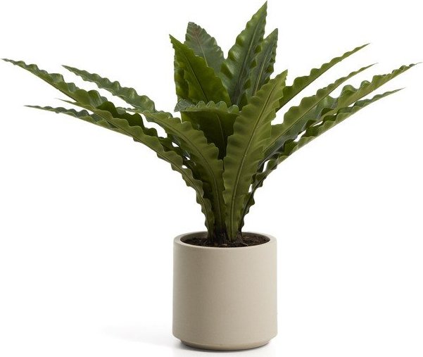 Umělý sukulent (výška 70 cm) Neottopteris – Kave Home Kave Home